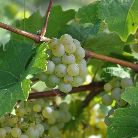 Hotel Weinhotel Ayler Kupp