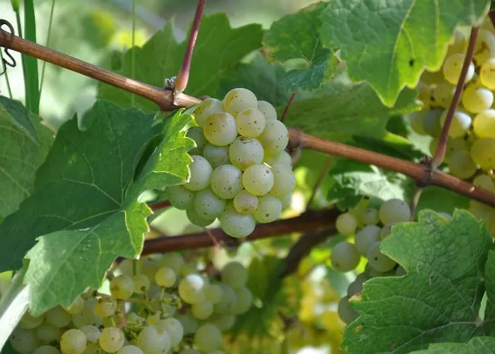 ホテル Weinhotel Ayler Kupp